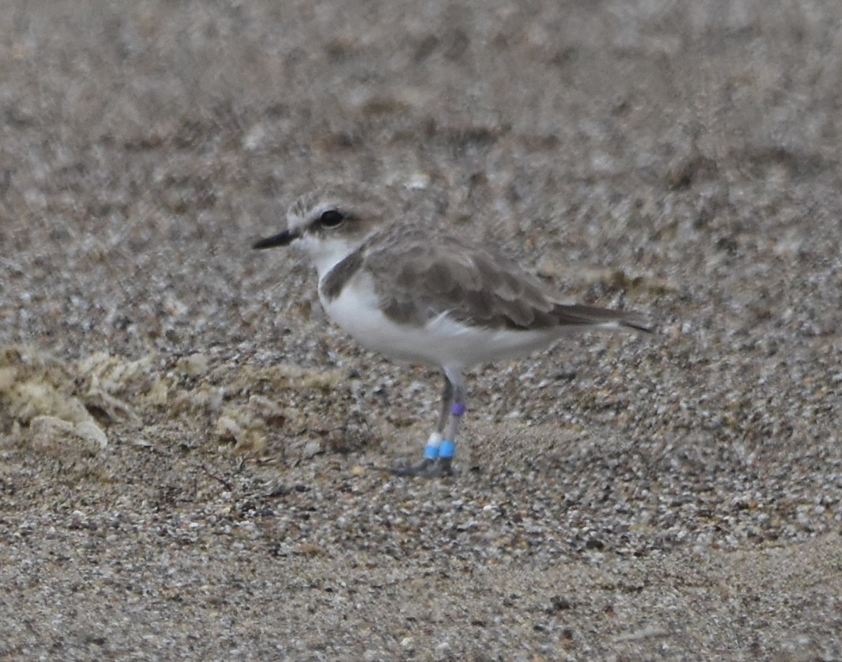 Snowy Plover - ML643845694