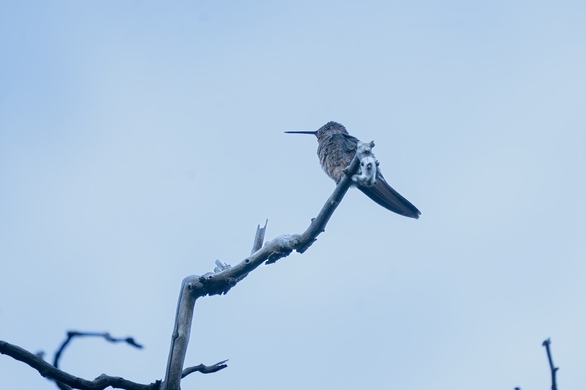 Colibri géant - ML643845695