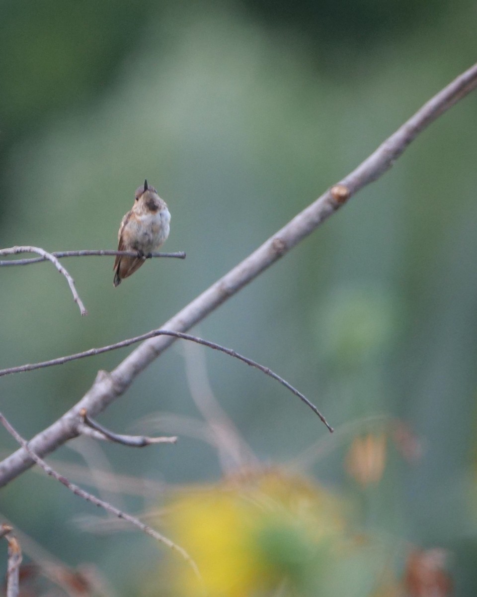 アレンハチドリ - ML643845713