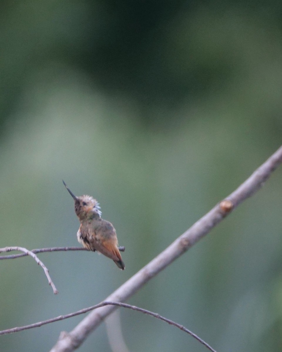 アレンハチドリ - ML643845714