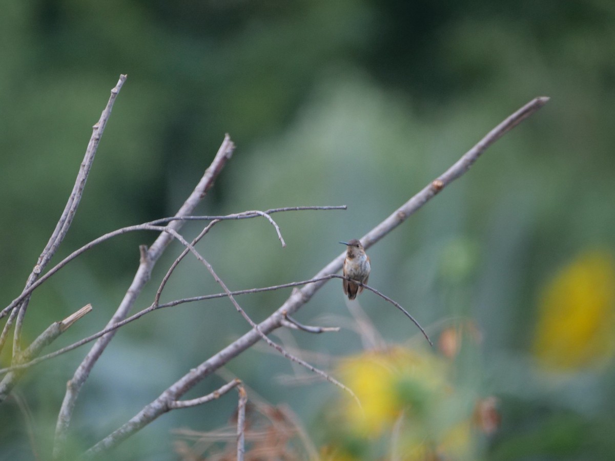 アレンハチドリ - ML643845715