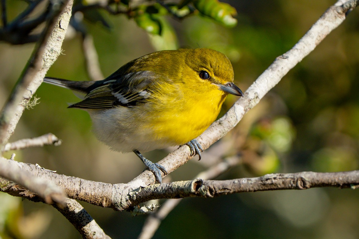 Yellow-throated Vireo - ML643845729