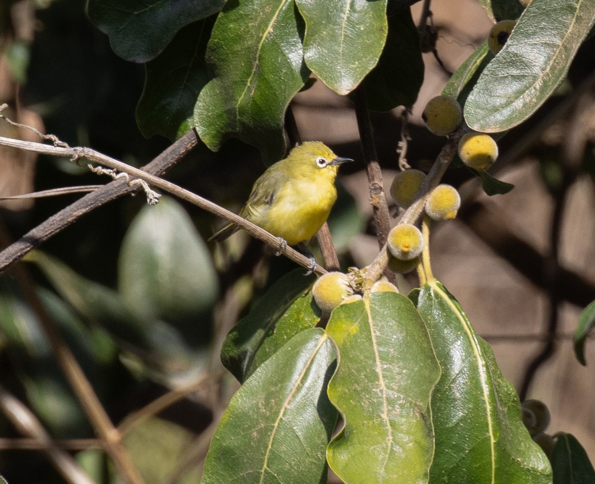 Southern Yellow White-eye - ML643845750
