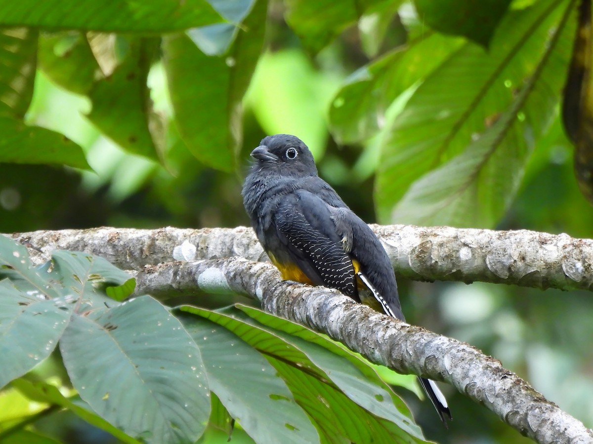 Trogon de Sclater - ML643845766