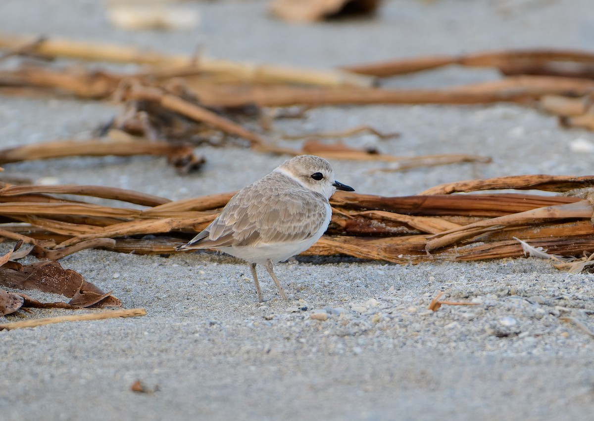 Snowy Plover - ML643845780