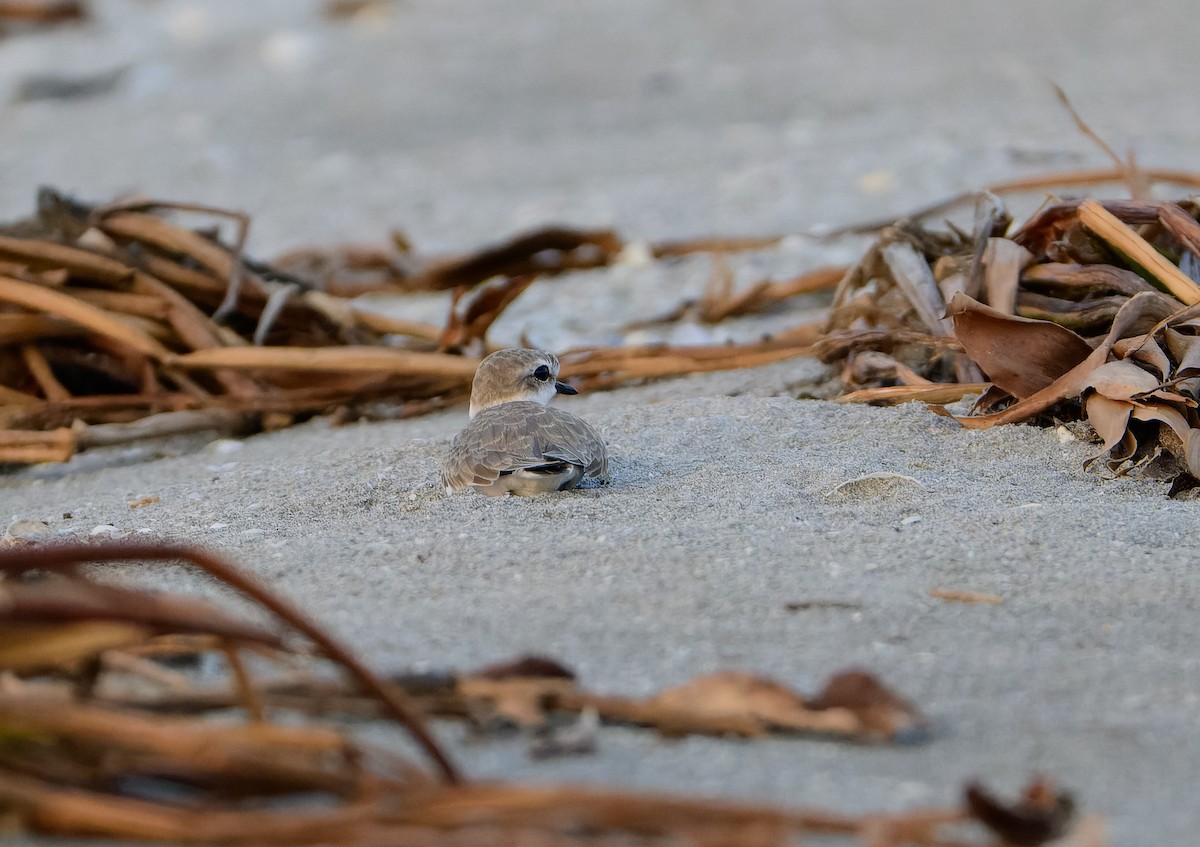 Snowy Plover - ML643845781