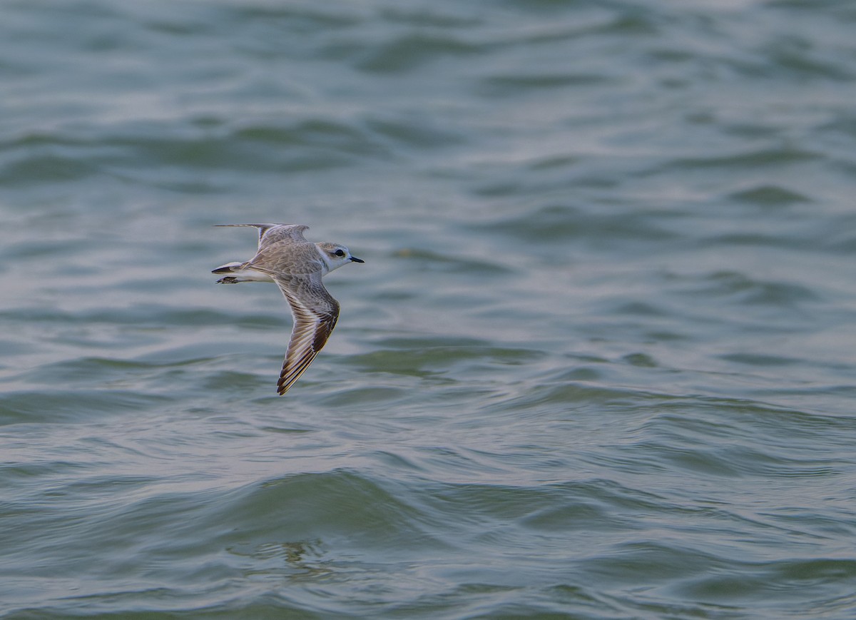 Snowy Plover - ML643845782