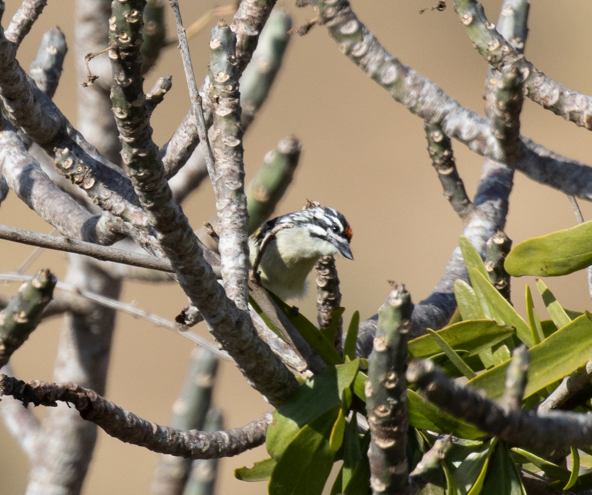 Northern Red-fronted Tinkerbird - ML643845786