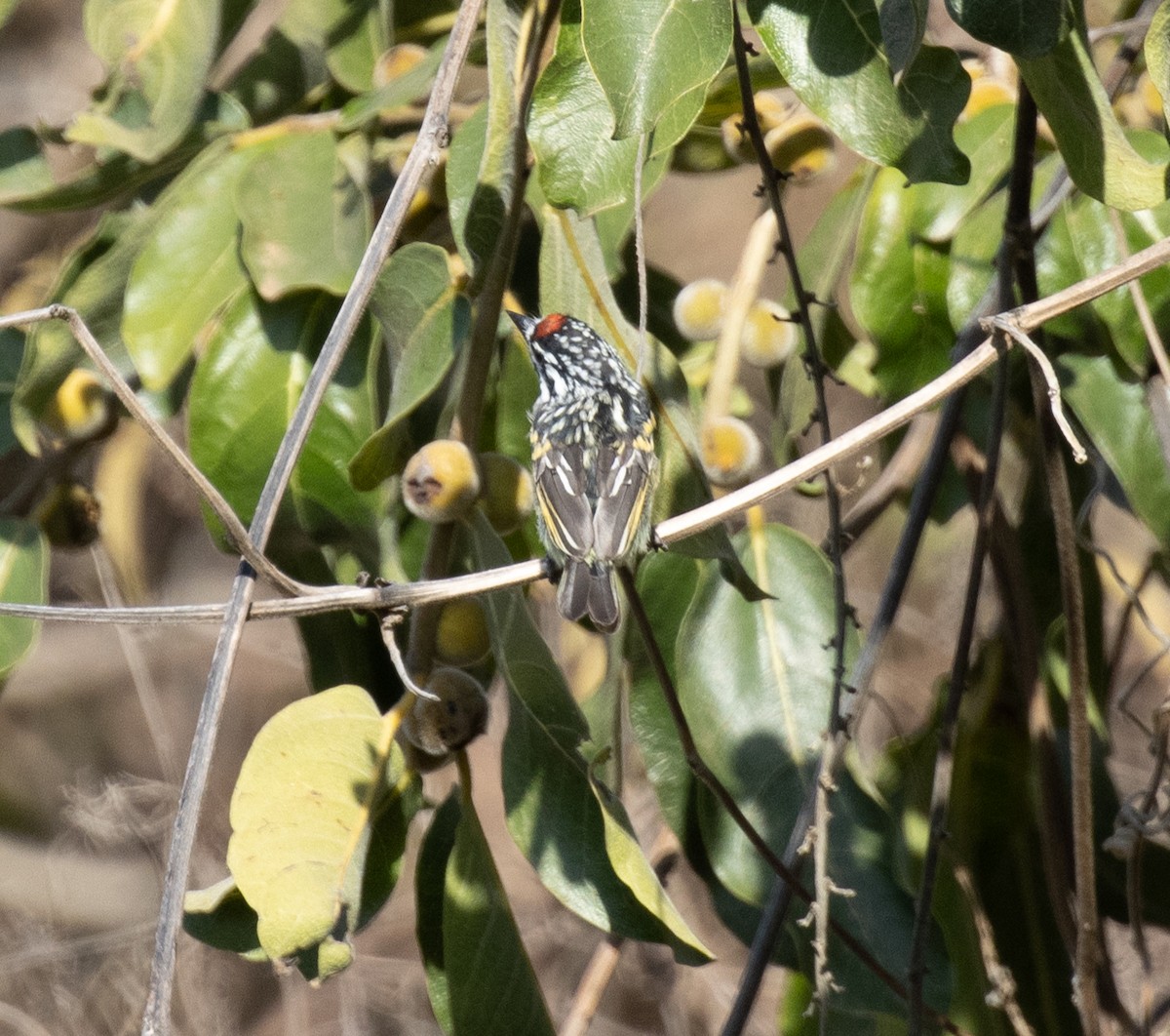 Northern Red-fronted Tinkerbird - ML643845792