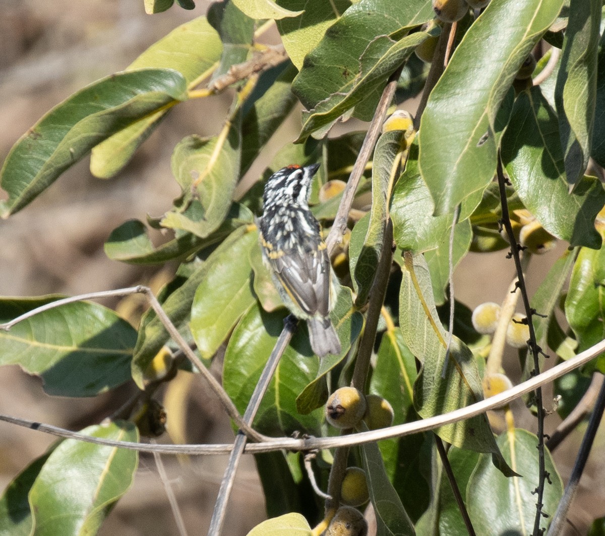 Northern Red-fronted Tinkerbird - ML643845801