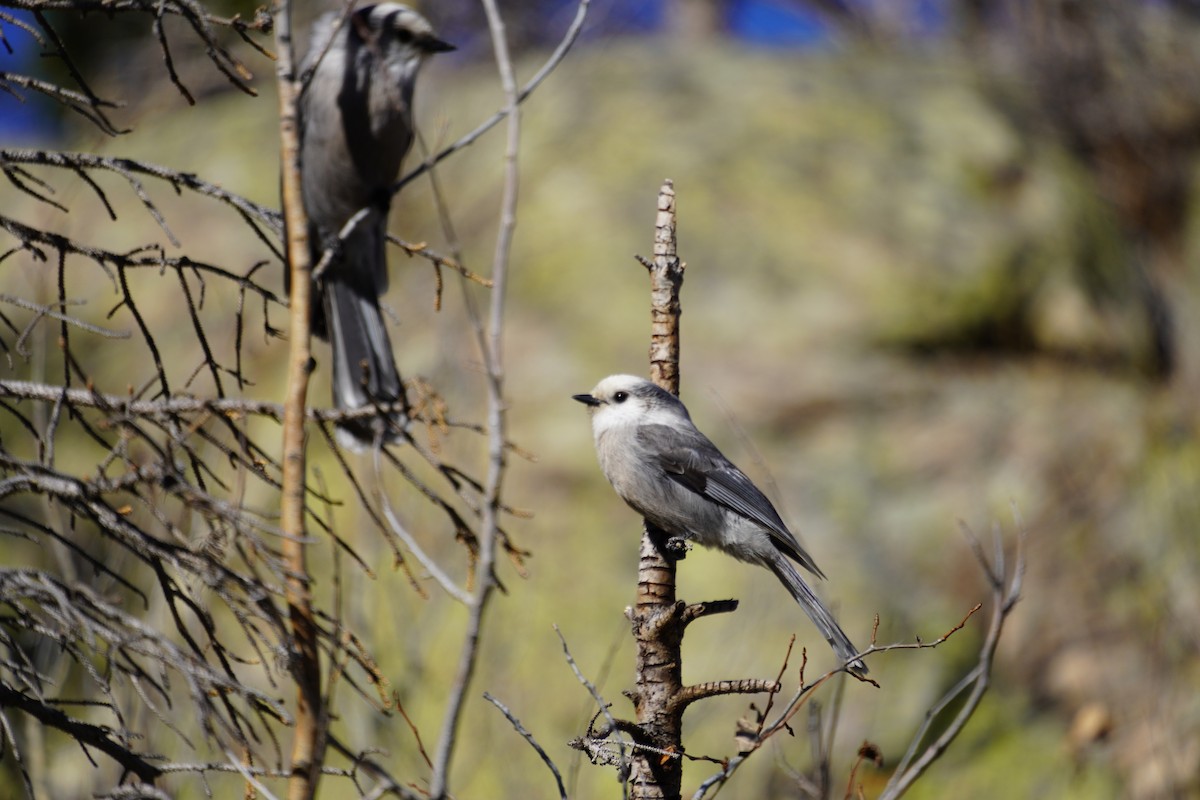 Canada Jay - ML643845805