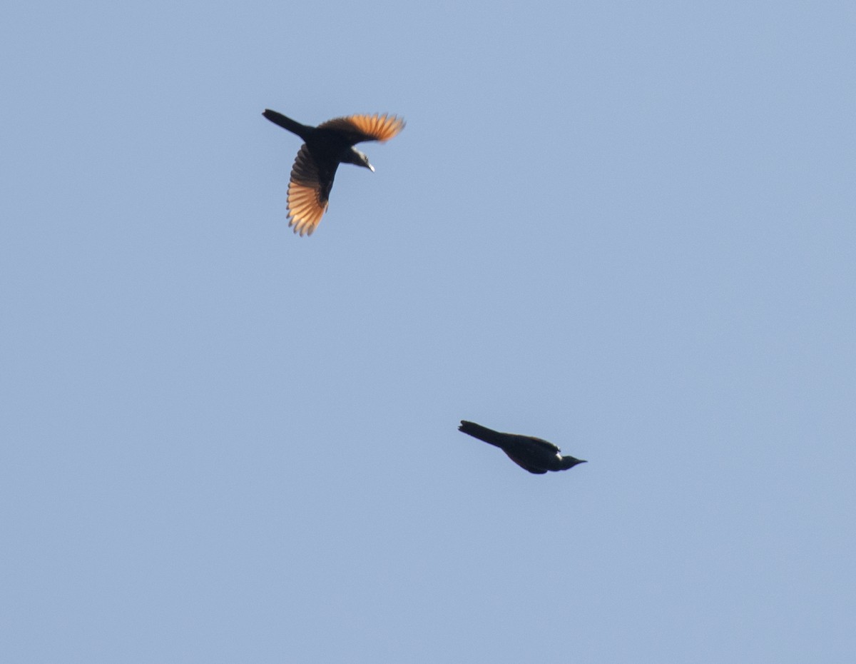 Red-winged Starling - ML643845810