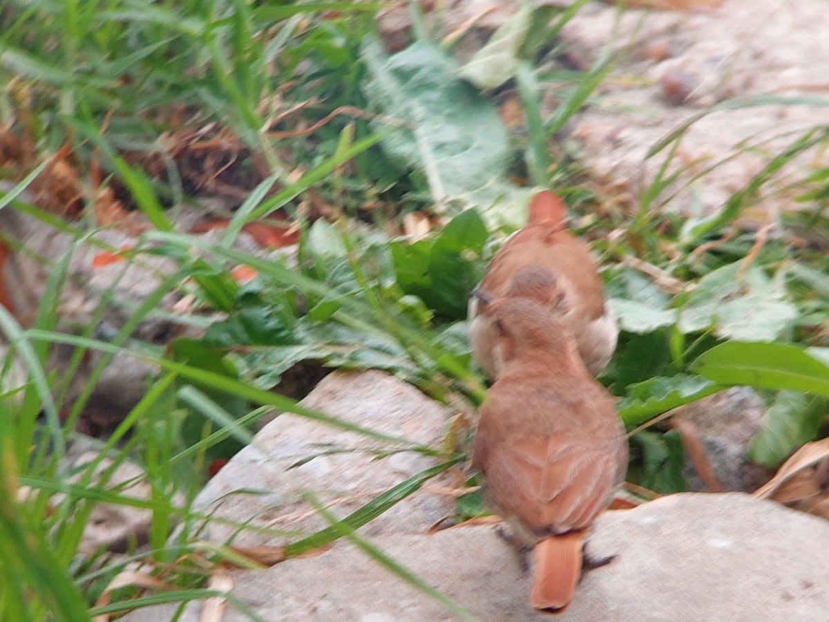 Rufous Hornero - ML643845826