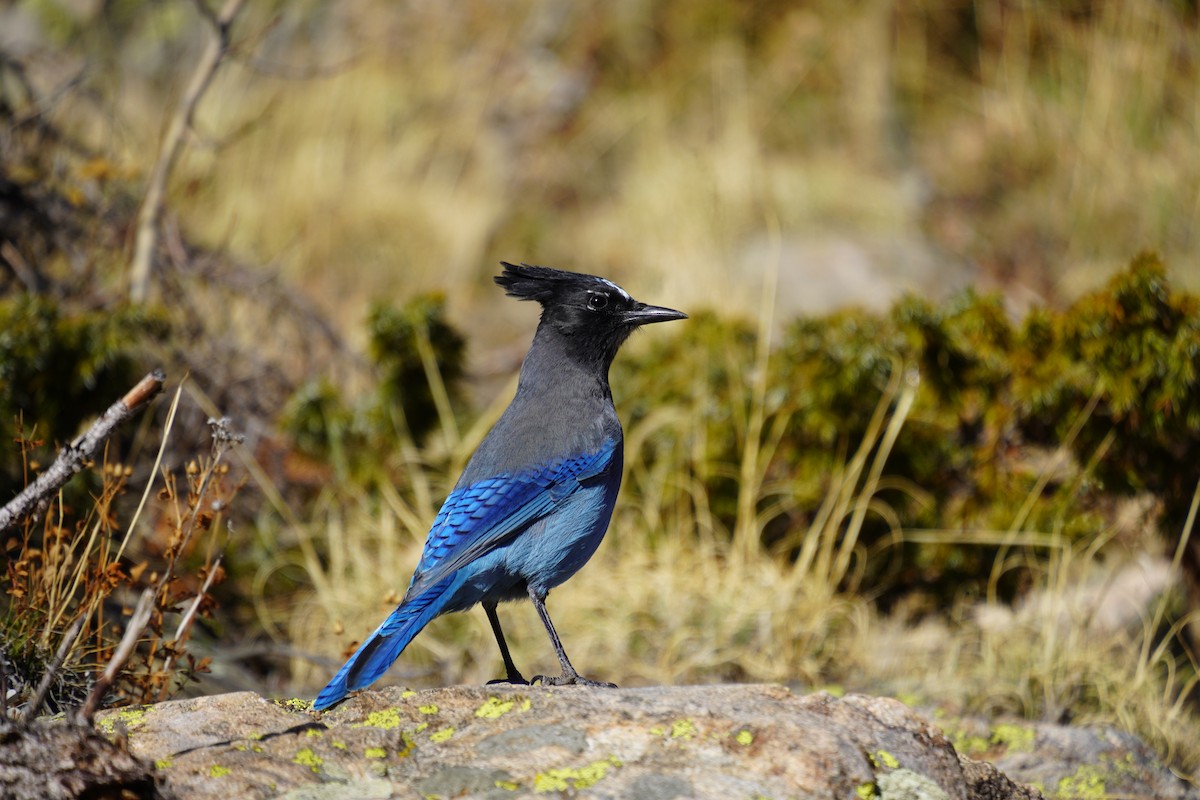 Steller's Jay - ML643845830