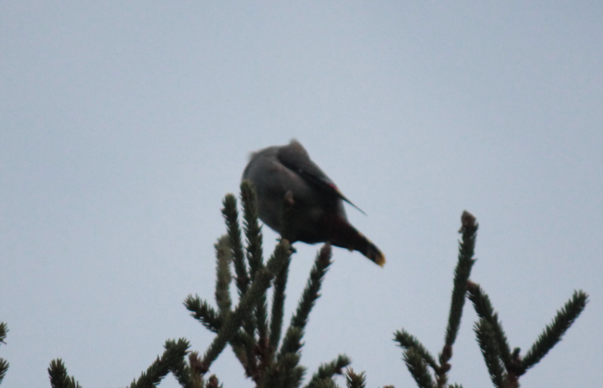 Bohemian Waxwing - ML643845831