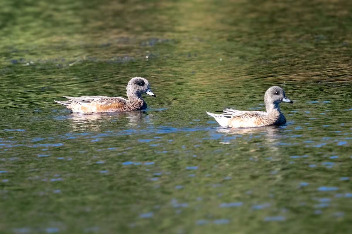 American Wigeon - ML643845844