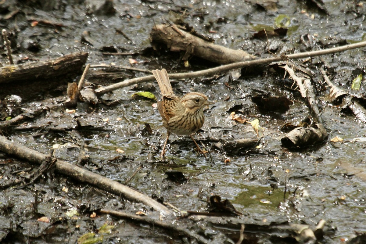 Lincoln's Sparrow - ML643845850