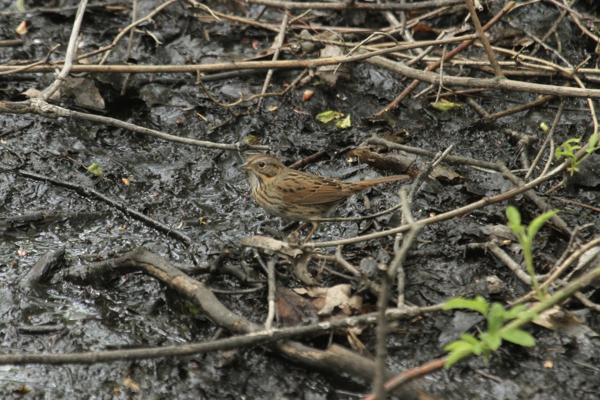 Lincoln's Sparrow - ML643845851
