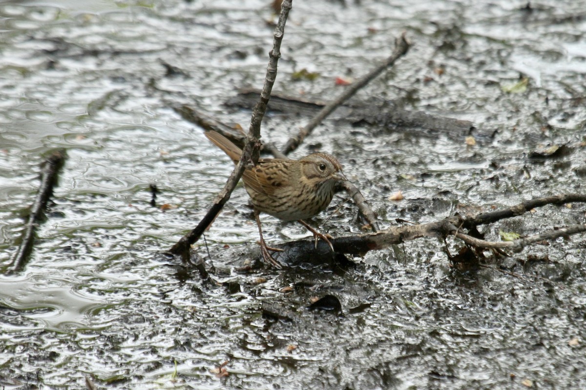 Lincoln's Sparrow - ML643845852