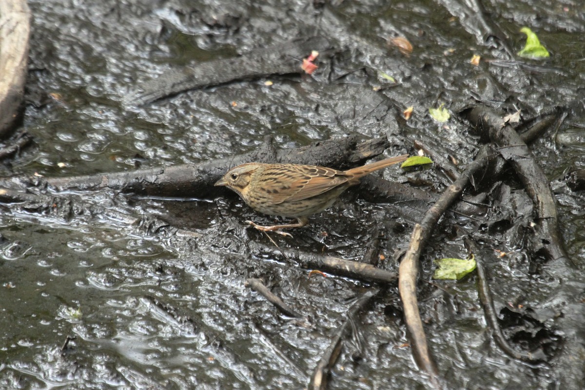 Lincoln's Sparrow - ML643845853