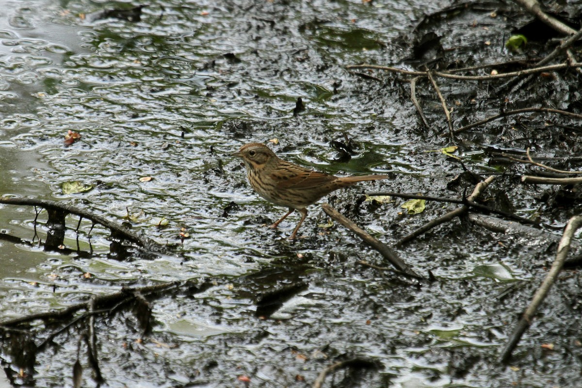 Lincoln's Sparrow - ML643845854