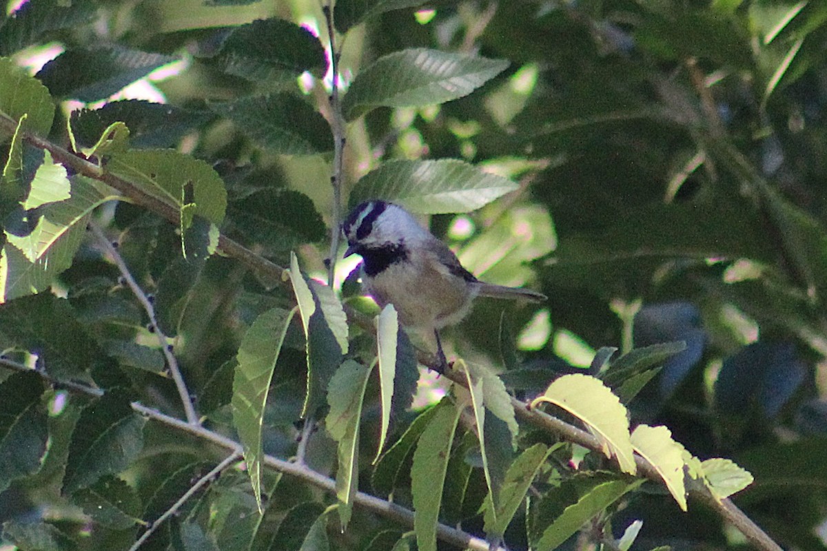 Mountain Chickadee (Rocky Mts.) - ML643845863