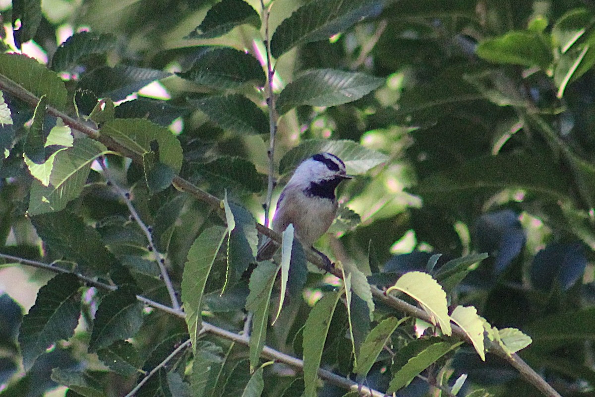 Mountain Chickadee (Rocky Mts.) - ML643845865