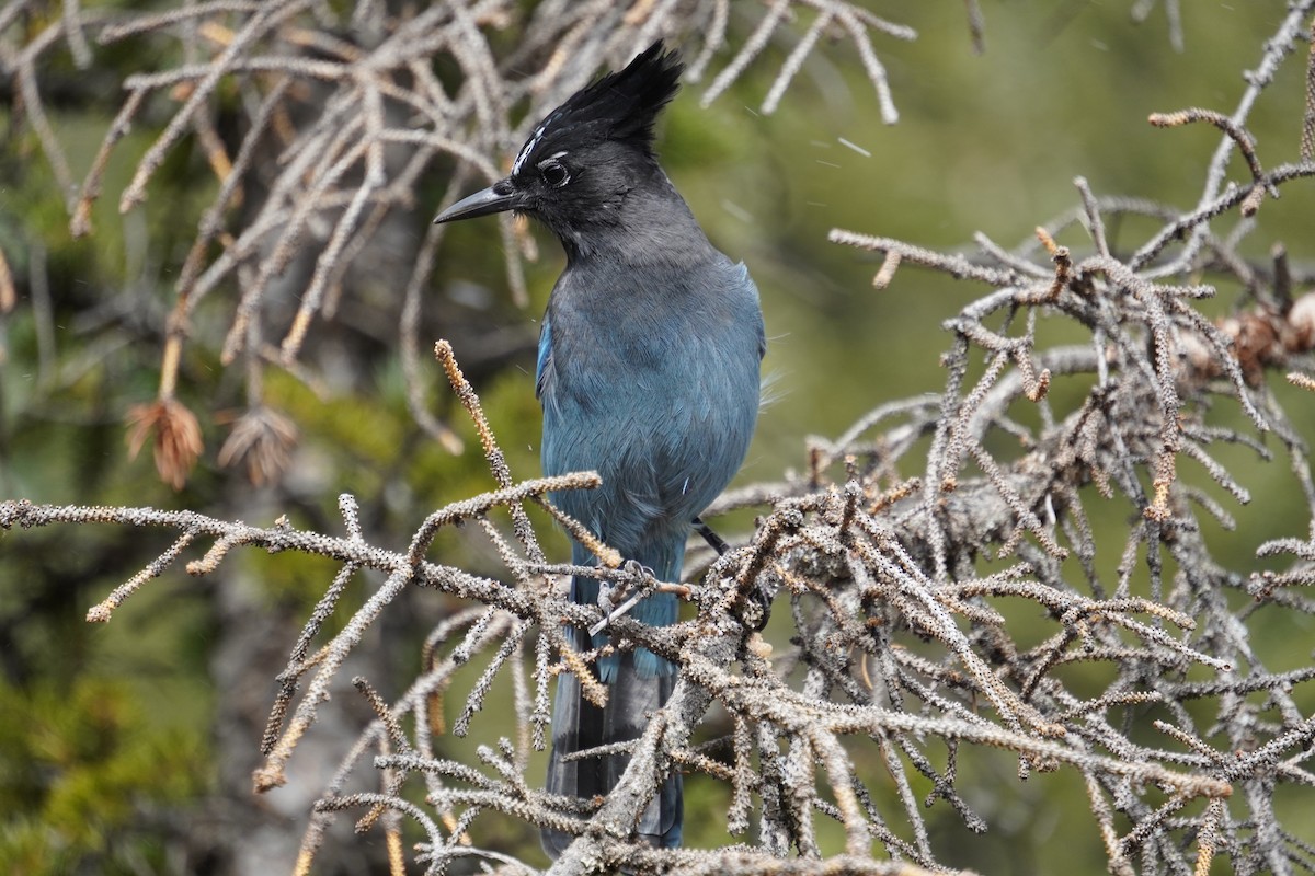Steller's Jay - ML643845867