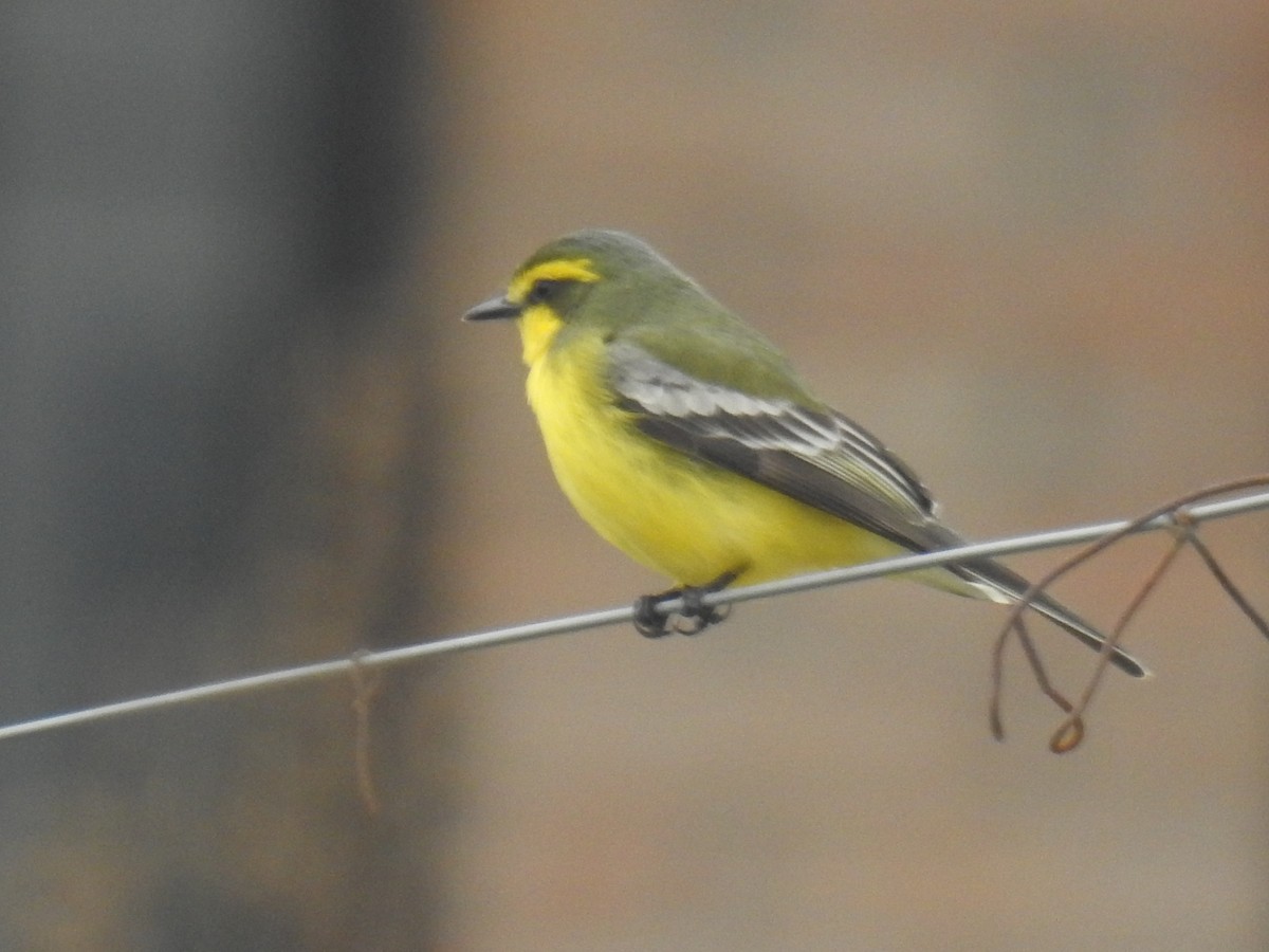 キマユタイランチョウ - ML643845878