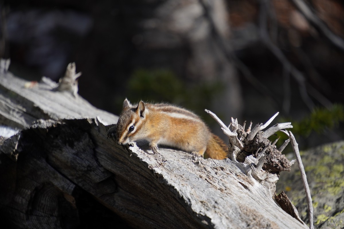Western Chipmunks - ML643845880