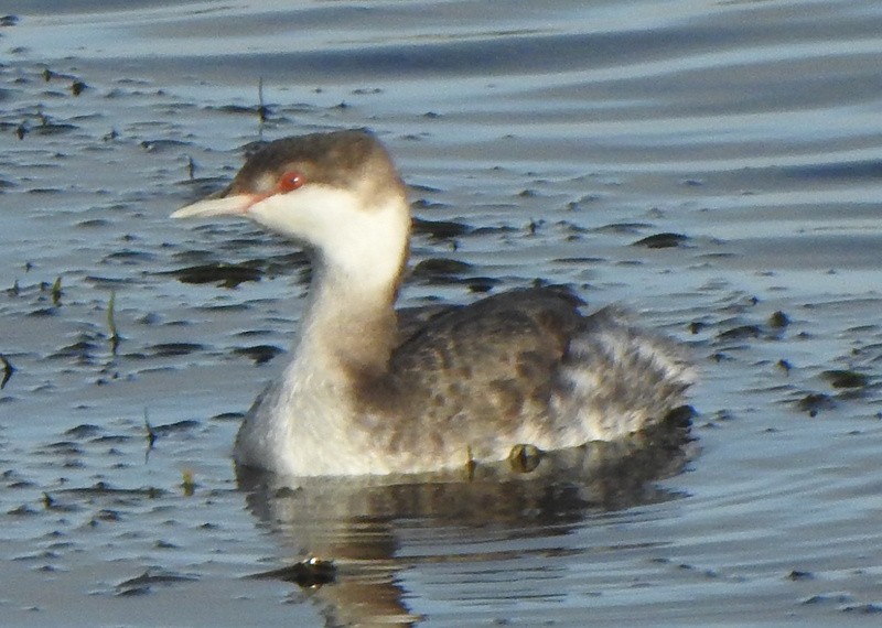 Horned Grebe - ML643845889