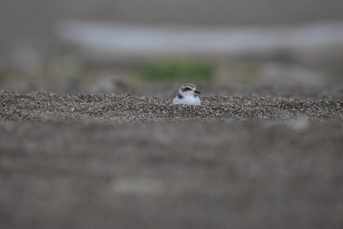 Snowy Plover - ML643845890