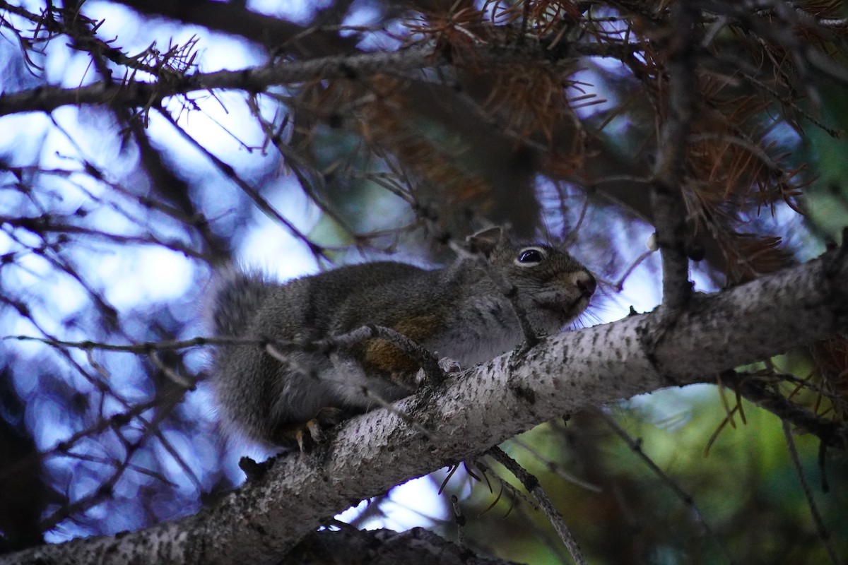 Pine Squirrels - ML643845909