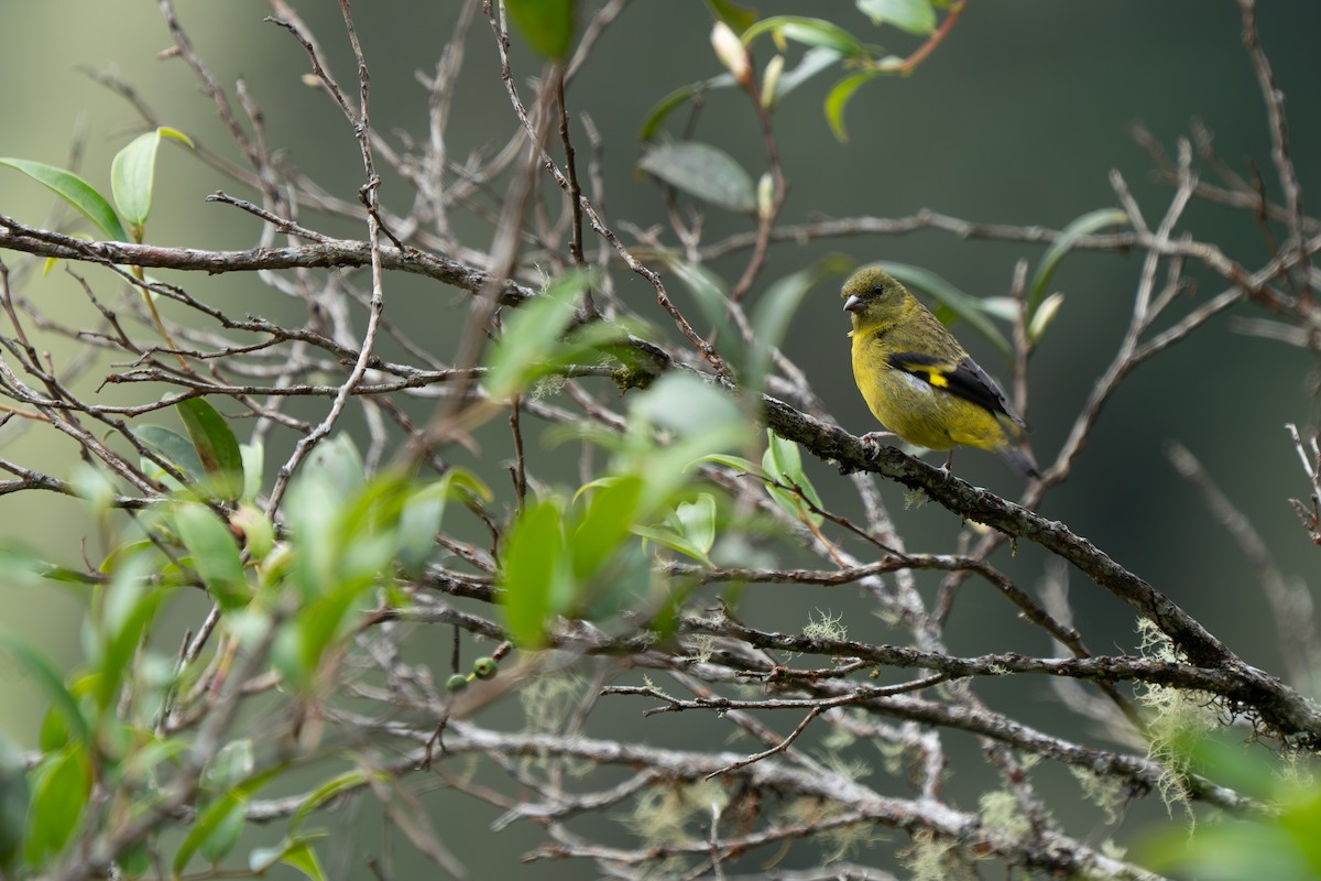 Yellow-bellied Siskin - ML643845928