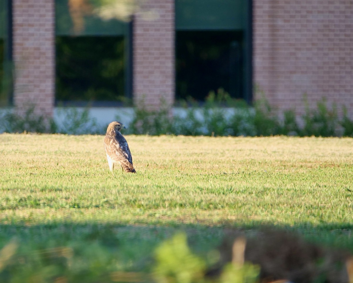 カタアカノスリ - ML643845931