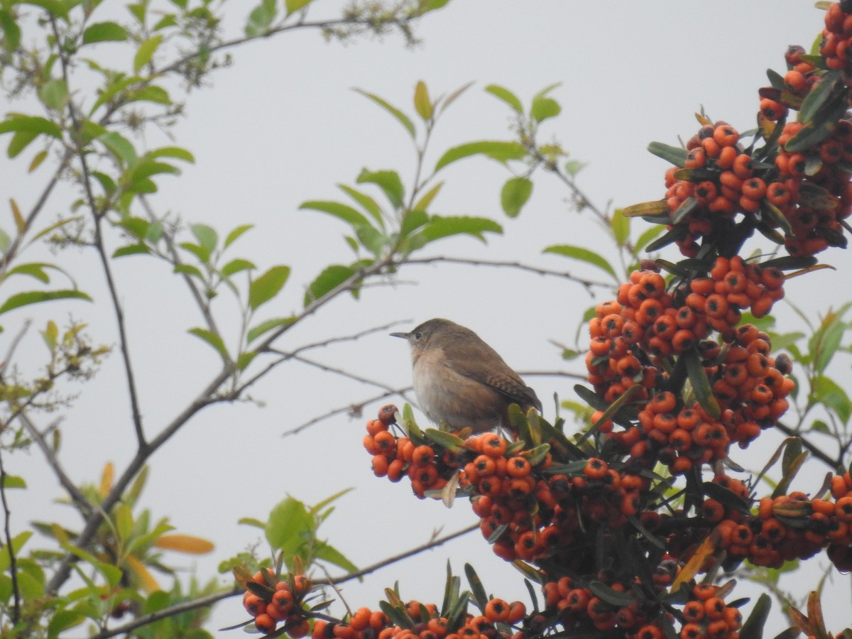 Southern House Wren - ML643845942