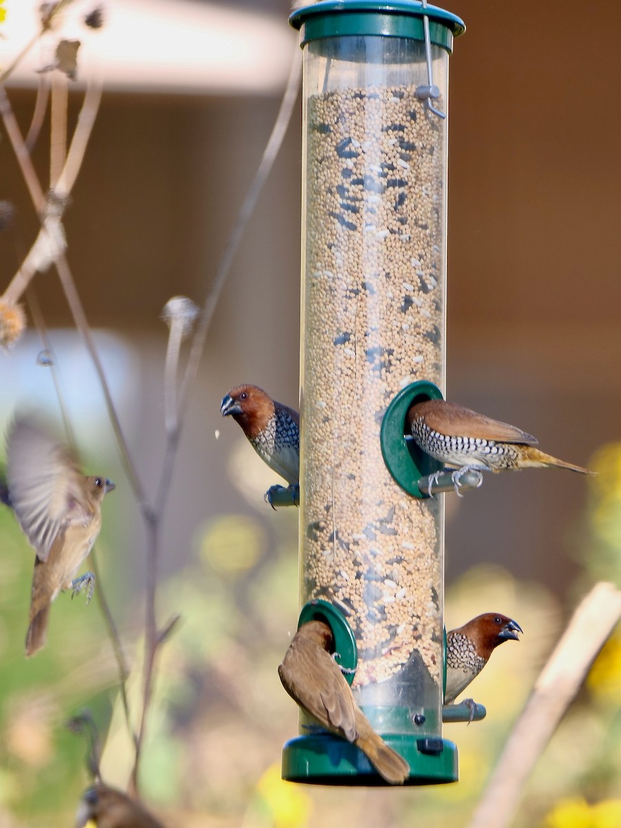 シマキンパラ - ML643845977