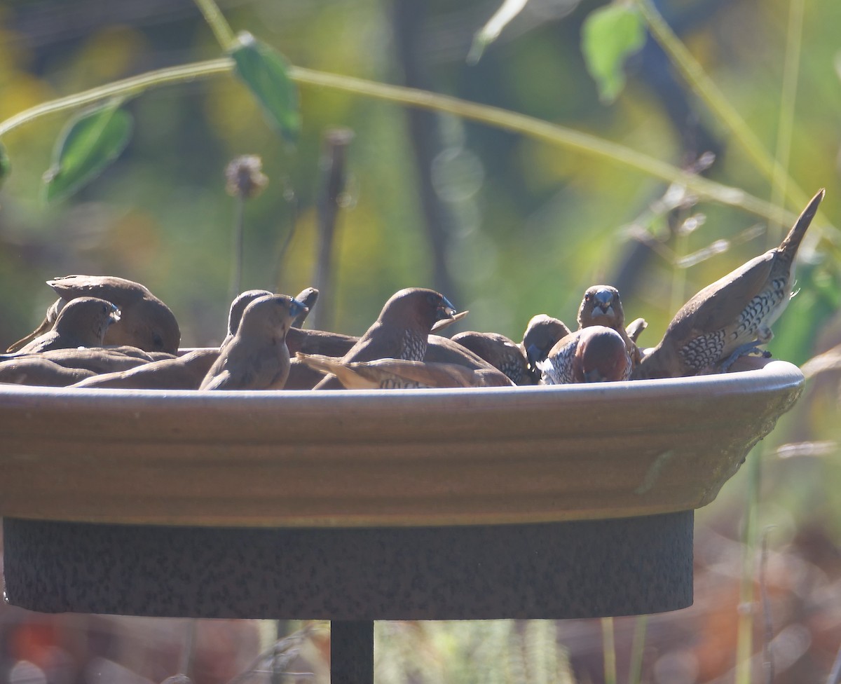 シマキンパラ - ML643845978