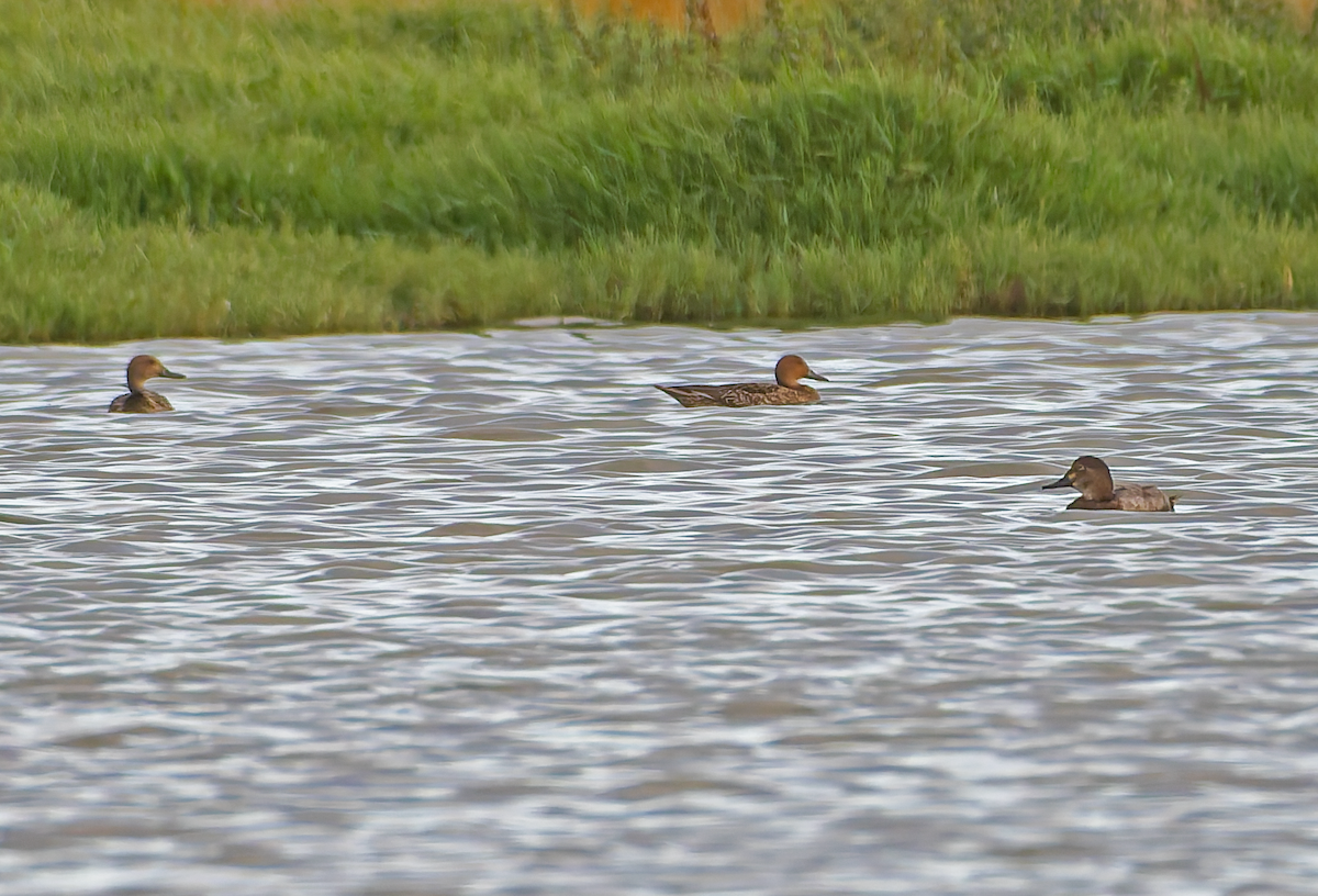 Northern Pintail - ML643845982