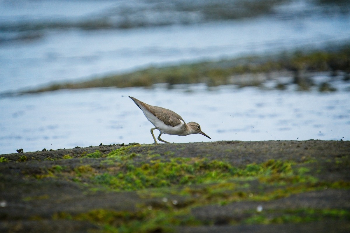 Spotted Sandpiper - ML643845989