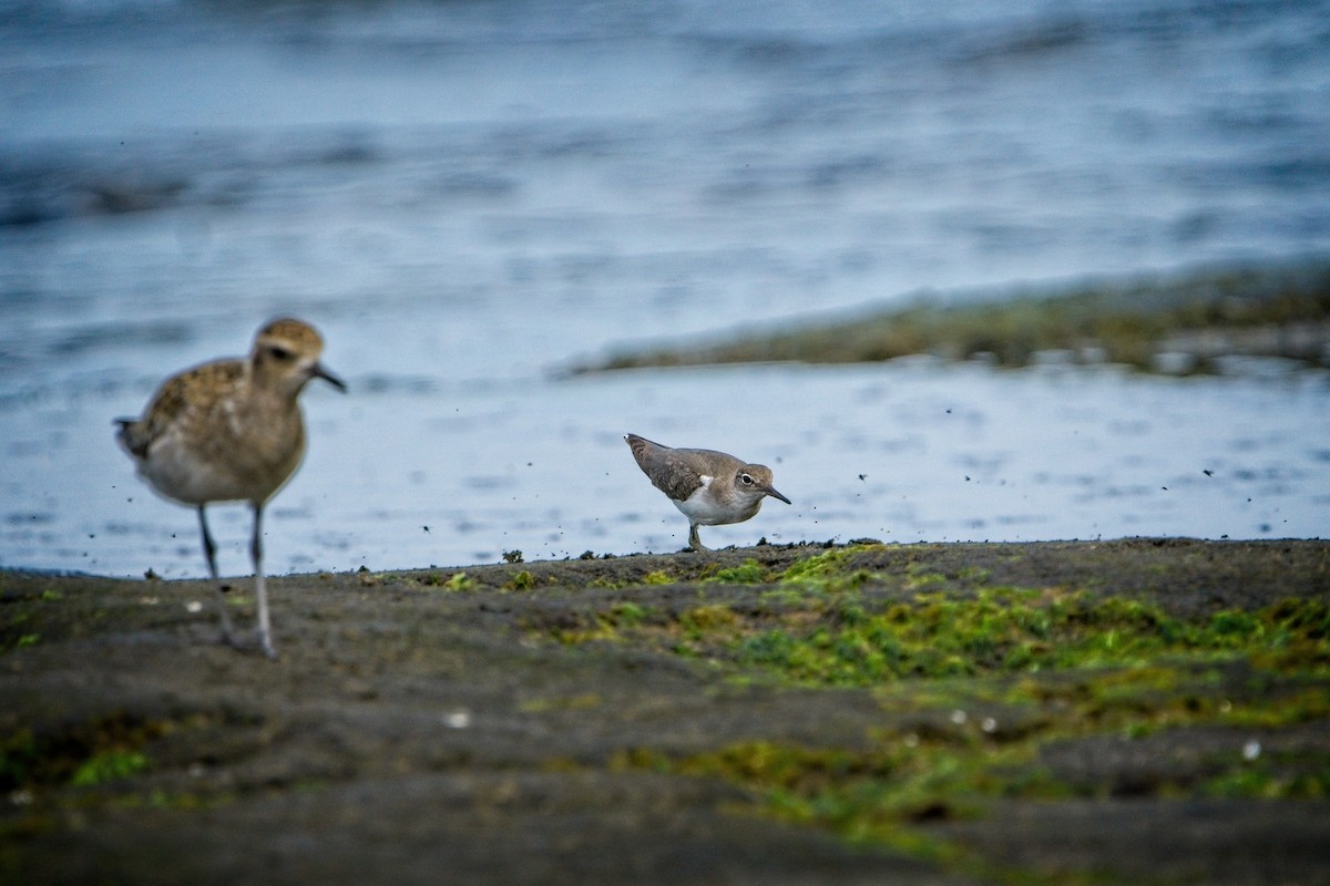 Spotted Sandpiper - ML643845992