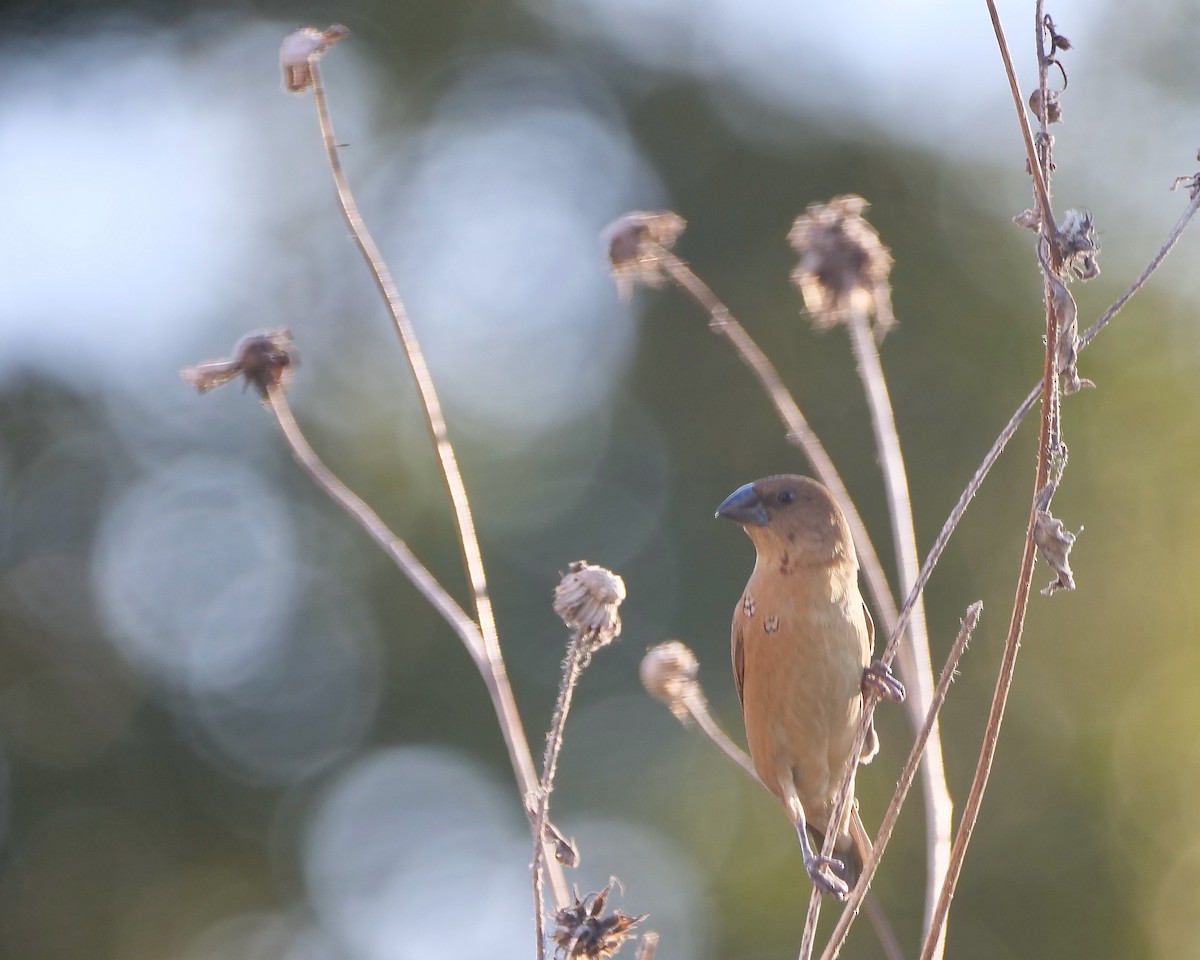 シマキンパラ - ML643845995