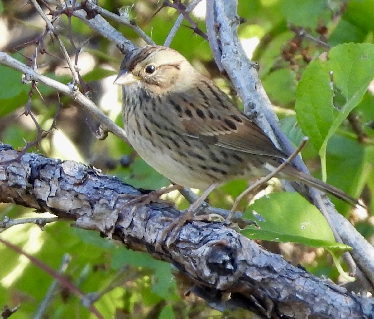 Lincoln's Sparrow - ML643846006