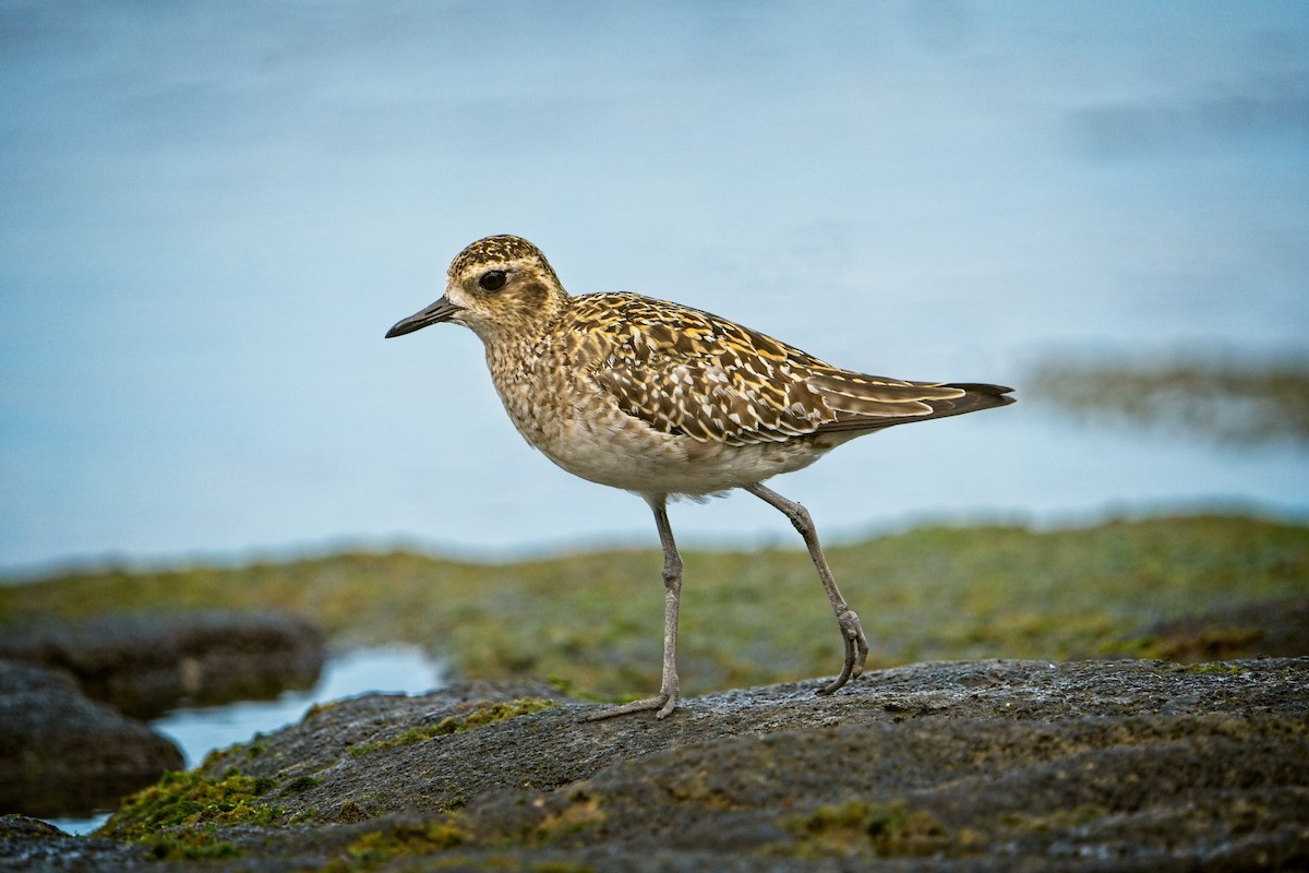 Pacific Golden-Plover - ML643846009
