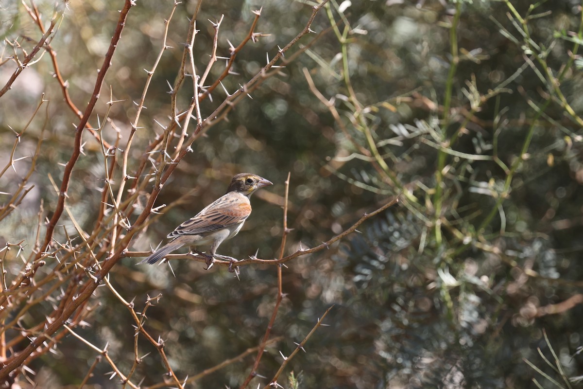 Лускун - ML643846013