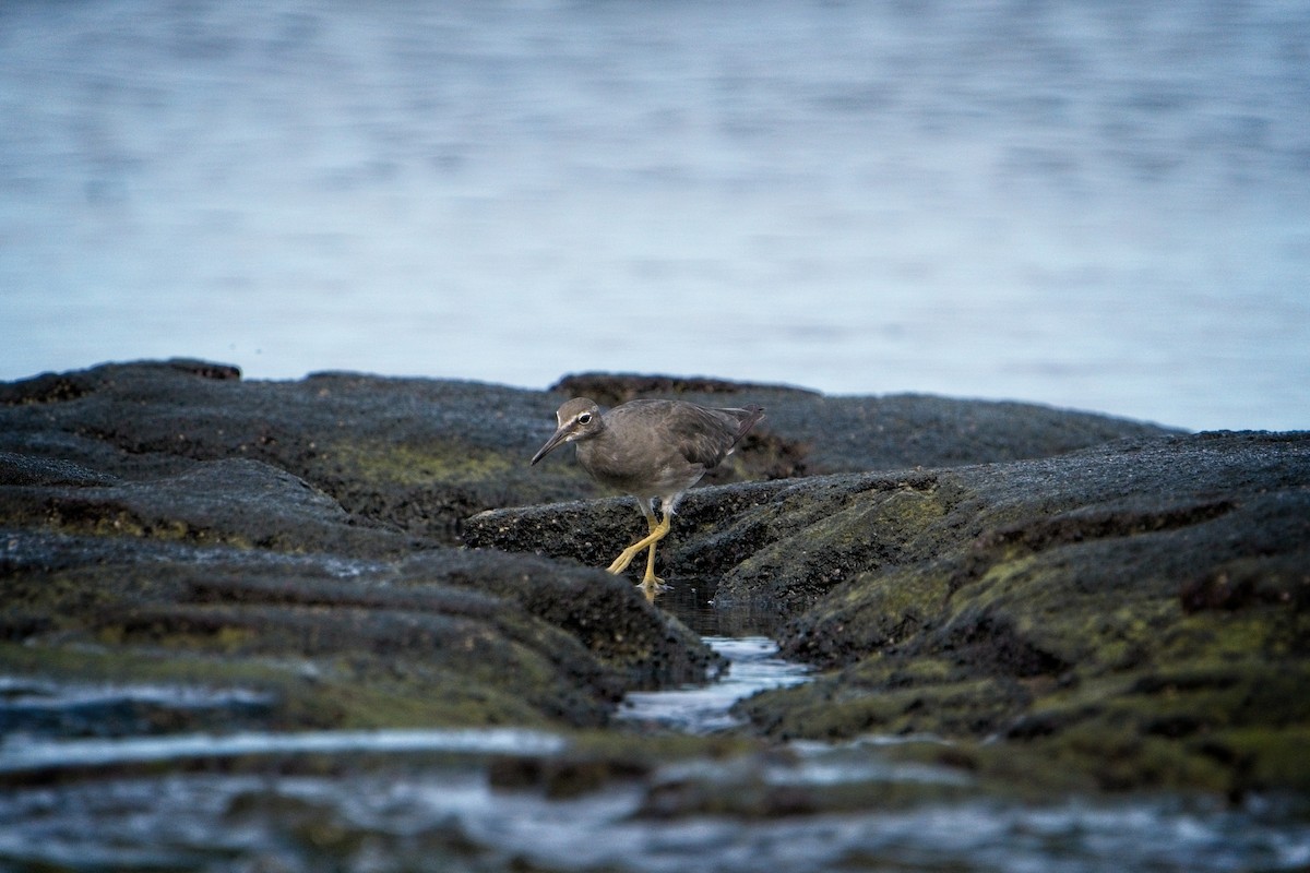 Wandering Tattler - ML643846023