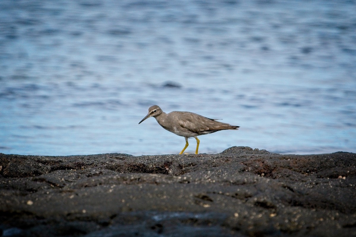 Wandering Tattler - ML643846024