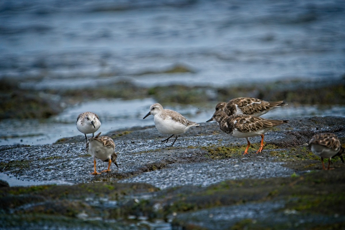 Sanderling - ML643846029