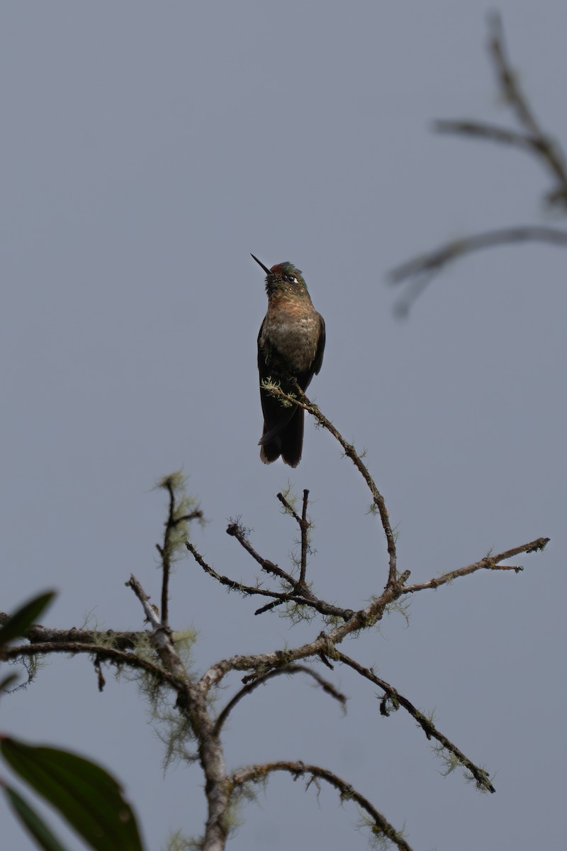 Rufous-capped Thornbill - ML643846055
