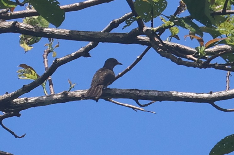 Sahul Brush Cuckoo - ML643846082